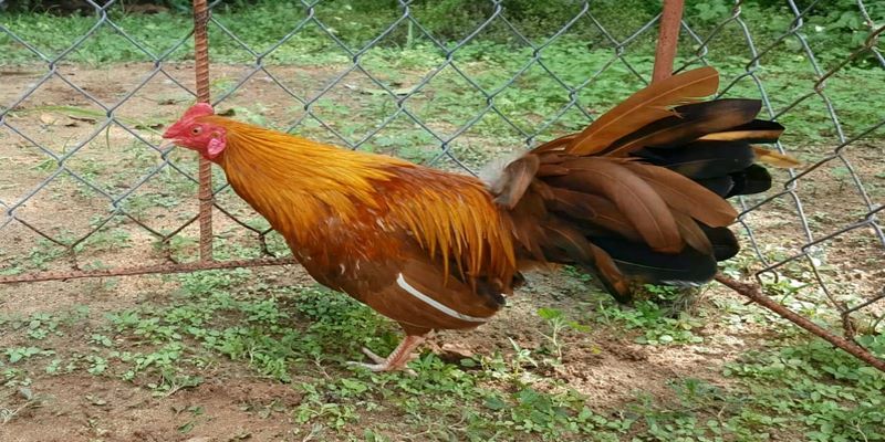 Bật Mí Cách Cược Gà Khét - Cách nhận biết chiến kê bất bại 4 ga-khet-la-ga-gi