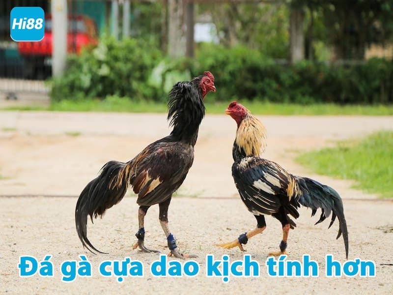 Đá gà cựa dao trực tiếp hay nhất - Trực tiếp đá gà Philippines Mỹ 7 Đá gà cựa dao kịch tính hơn